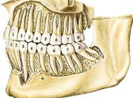 Anatomia dental