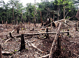 Crimes Contra o Meio Ambiente